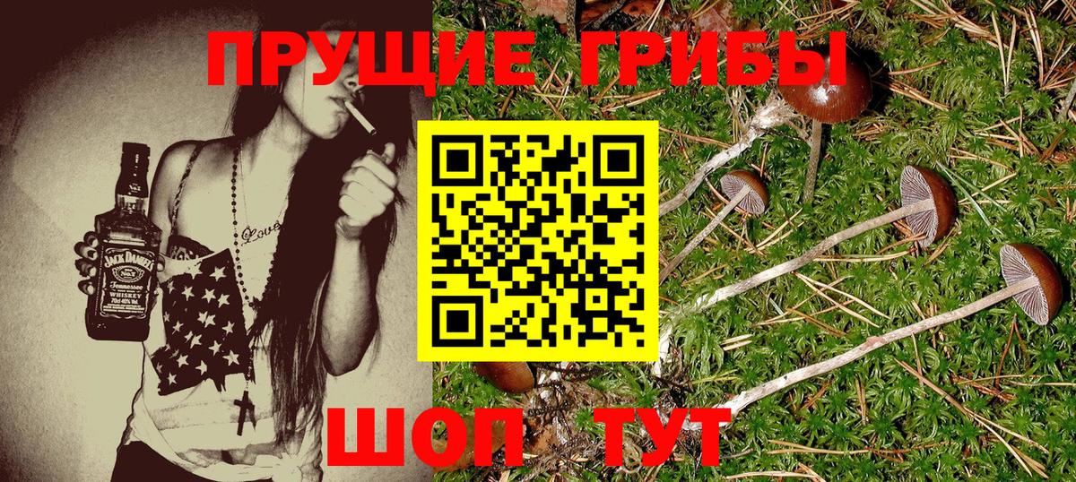 Галлюциногенные грибы мицелий Сокол